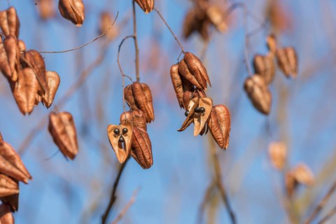 Goldenrain tree (Koelreuteria paniculata), Cambridge Botanical Garden, Germany