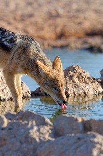 Black-backed jackal (Lupulella mesomelas), adult animal, drinking at a waterhole, golden evening