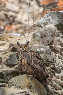 One Eurasian Eagle Owl, Bubo bubo, perched on the walls of a ruin of a monastery