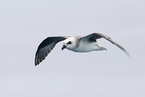 White-headed Petrel (Pterodroma lessonii) flying, Victoria, Australia