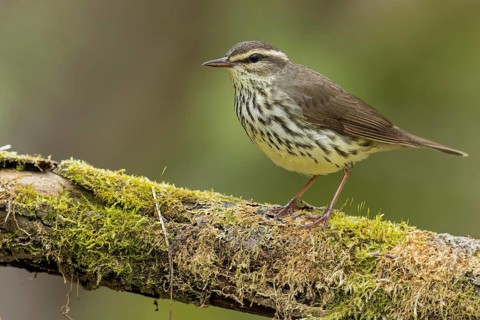 Northern Waterthrush (Seiurus noveboracensis) perched on a branch in Ontario, Canada