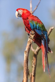 One scarlet macaw (Ara macao) sitting on a branch with green vegetation in the background. Bright