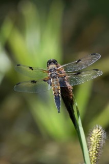 Four-spotted dragonfly (Libellula quadrimaculata) on the perch, North Rhine-Westphalia, Germany