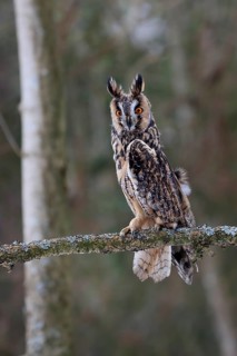 Long-eared owl (Asio otus), adult, perch, winter, alert, Bohemian Forest, Czech Republic