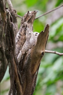 Common Potoo (Nyctibius griseus) perched on a branch in the Atlantic rainforest of southeast Brazil