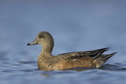 American Wigeon (Mareca americana) female, British Columbia, Canada
