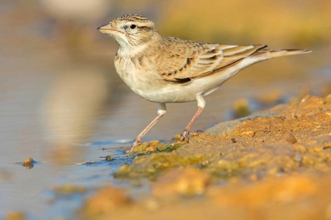 Short-toed Lark, Greater Short-toed Lark, Short-toed Lark, Calandrella brachydactyla, Alouette