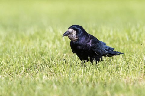 Rook (Corvus frugilegus) hunting for insects on a pasture, Mecklenburg-Western Pomerania, Germany