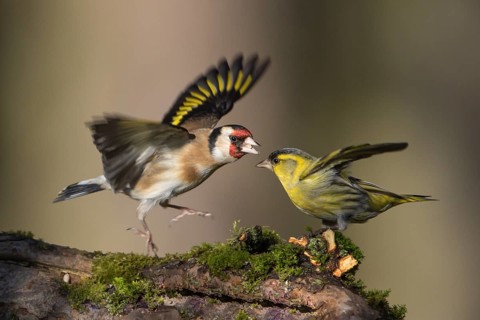 European Goldfinch & Eurasian Siskin (Carduelis carduelis & Spinus spinus) wrangling on a branch,