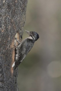 Black-backed Woodpecker (Picoides arcticus) female, California, USA