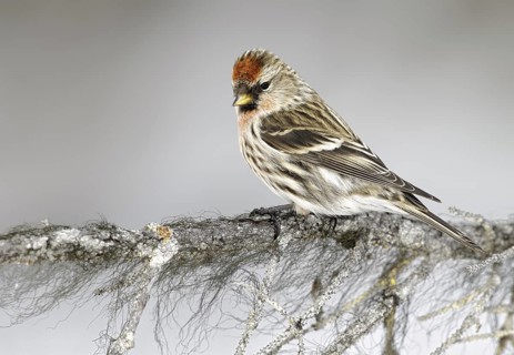 Common Redpoll (Acanthis flammea), Alaska, USA