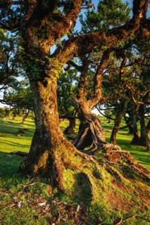 Centuries-old til trees in fantastic magical idyllic Fanal Laurisilva forest on sunset. Madeira