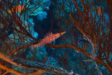 Longnose Hawkfish (Oxycirrhites typus)