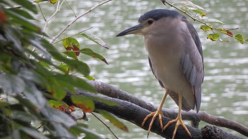 Night heron (Nycticorax nycticorax), bird sitting on a branch near a river, surrounded by leaves,