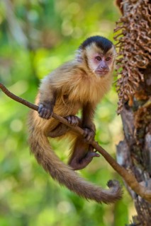A capuchin monkey balances curiously on a branch in the jungle, capuchin monkey (Sapajus apella),