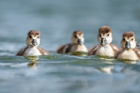Egyptian goose (Alopochen aegyptiaca) chicks swimming on a lake, Bavaria, Germany