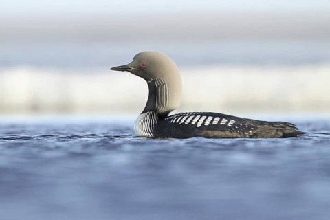 Pacific Loon (Gavia pacifica), Alaska, USA