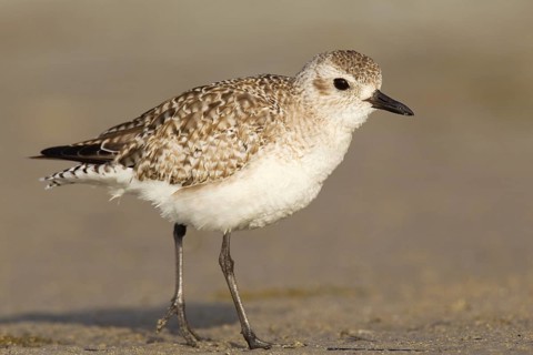 Grey Plover (Pluvialis squatarola), Florida, USA