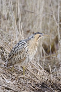 Rohrdommel (Botaurus stellaris), Bittern, Altvogel im Winter, Februar, Muenster,