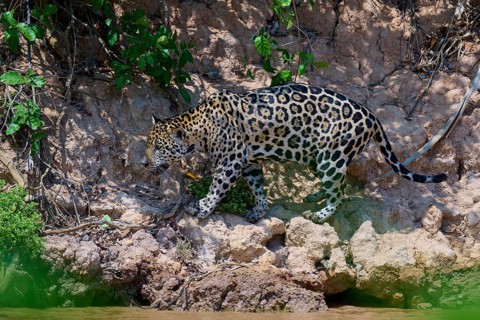 A jaguar creeps along a rocky shore surrounded by sporadic plants, Jaguar (Panthera onca),