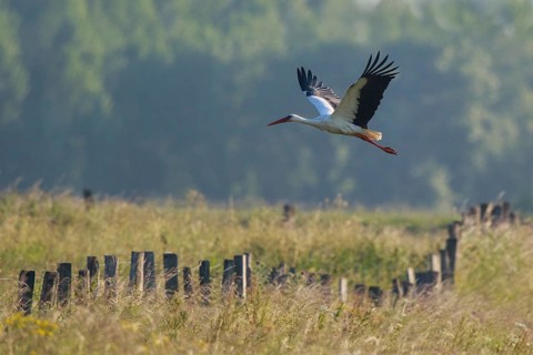 White Stork (Ciconia ciconia) flying, North Rhine-Westphalia, Germany