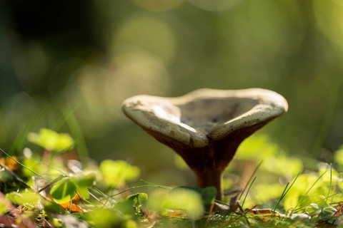 Brown Roll-rim (Paxillus involutus), fruiting body, lamellar mushroom, low depth of field, Lower