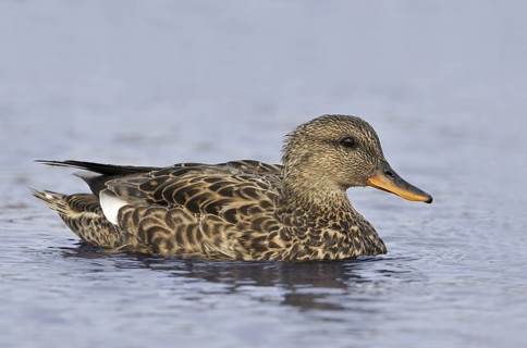 Gadwall (Mareca strepera) female, British Columbia, Canada