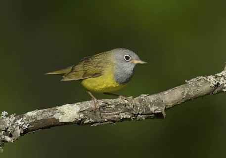 Connecticut Warbler (Oporornis agilis), Wisconsin, USA