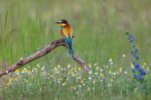 Bee-eater, (Merops apiaster), perch, individual, wild flowers, Tiszaalp-r, Kiskuns-gi National