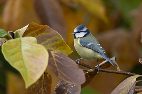 Blue tit (Cyanistes caeruleus) adult garden bird in a Magnolia tree with autumn colour leaves,