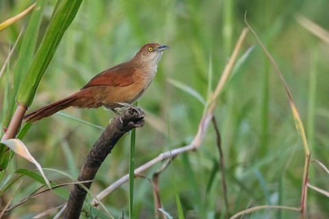 Greater Thornbird (Phacellodomus ruber) perched on a branch in the Pantanal region of Brazil