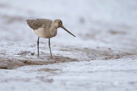 Black tailed godwit (Limosa limosa) adult wading bird in winter plumage on a mudflat, Norfolk,