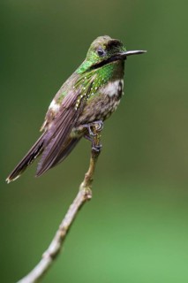 Festive Coquette (Lophornis chalybeus) perched on a branch in the Atlantic rainforest of southeast