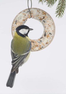 Great Tit (Parus major), Schleswig-Holstein, Germany