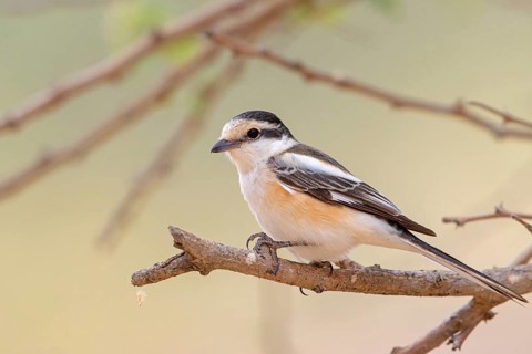 Masked shrike, (Lanius nubicus), on perch, Middle East, Oman, Ayn Hamran, Salalah, Dhofar, Oman