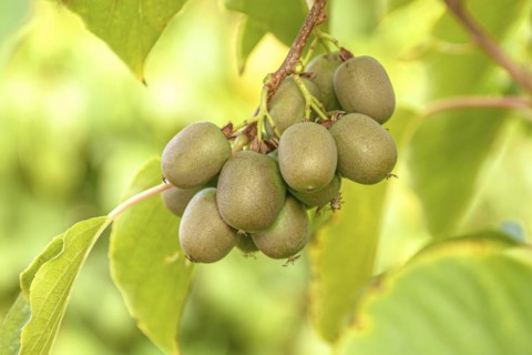 KiwiBerry (Actinidia 'Victoria'), Cambridge Botanical Garden, Germany