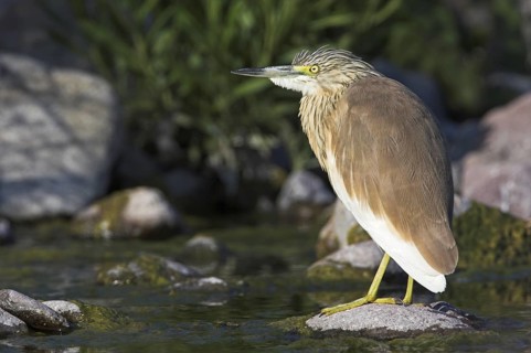 Squacco Heron (Ardeola ralloides), Lesvos, Greece