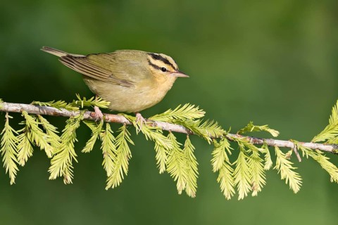 Worm-eating Warbler (Helmitheros vermivorum) perched on a branch, Texas, USA