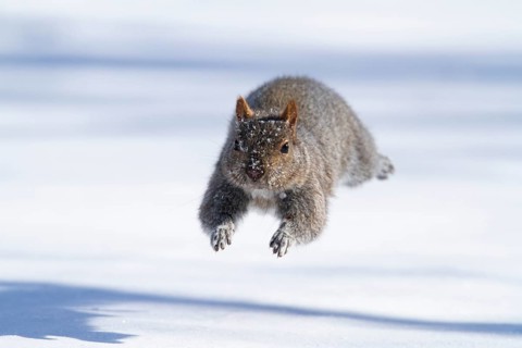 Eastern gray squirrel (sciurus carolinensis) chased by red fox and running, Montreal botanical