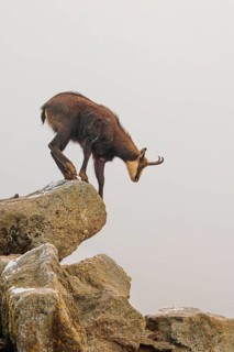 An adult male chamois (Rupicapra rupicapra) jumps down from a rock in dense fog at sunrise,