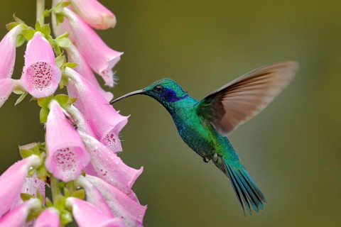 Hummingbird with pink bloom in forest habitat. Green Violet-ear, Colibri thalassinus, flying in the