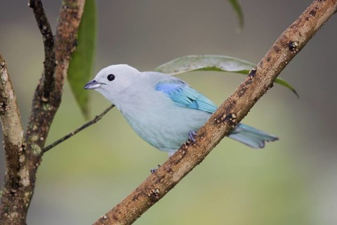 Blue-gray Tanager Thraupis episcopus San Jose, COSTA RICA 7 November Adult Male Thraupidae
