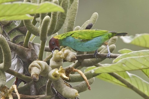 Bay-headed Tanager (Tangara gyrola), Costa Rica
