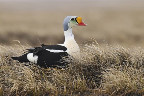 King Eider (Somateria spectabilis) male, Alaska, USA