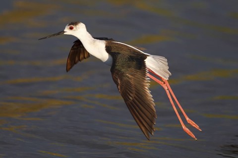 Black-winged Stilt (Himantopus himantopus) flying, Greece