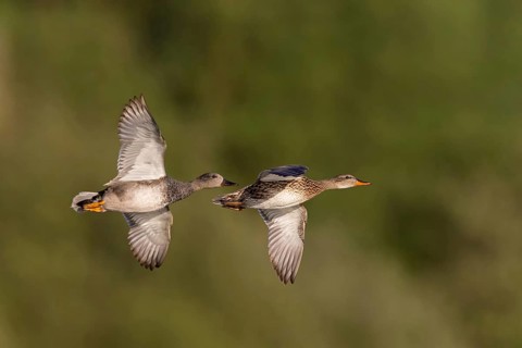 Gadwall, animals, birds, duck, (Anas strepera), Mareca strepera, flight photo, two ducks,