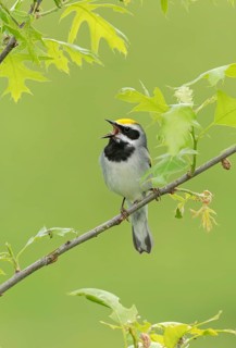 Golden-winged Warbler (Vermivora chrysoptera) male singing, Minnesota, USA