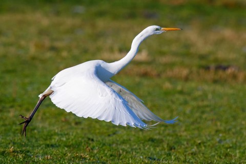 Great Egret (Ardea alba) flying, Netherlands