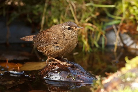 Eurasian Wren (Troglodytes troglodytes) at a waterhole, Rhineland-Palatinate, Germany