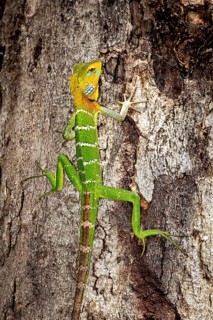 Green and orange lizard climbing on the bark of a tree in its natural environment, Indian garden